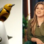 What's going on between Kelly Clarkson and a Brooklyn store bird?