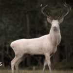Photographer has ‘mythic-like’ encounter with rare albino deer