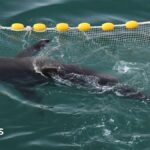 A shark went astray and captured Korea's heart – will she finally make it back to sea?