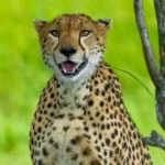 19-month-old cheetah cub dies of gunshot injuries in MP's Kuno National Park; pellets extracted from body