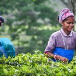 Assam tea workers to get special 20 pc bonus ahead of Durga Puja: Himanta Biswa Sarma