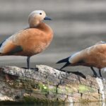 India’s Ramsar Site Tally Reaches 103 with Addition of Sukhna Wetland and Sauj Jheel