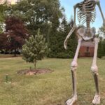 Make no bones about it, the giant skeleton has become an American Halloween fixture